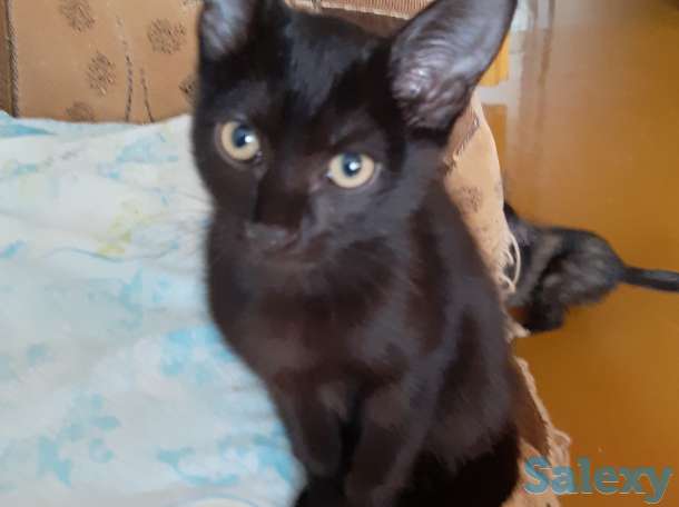 Котенок рочно ищет дом, фотография 3