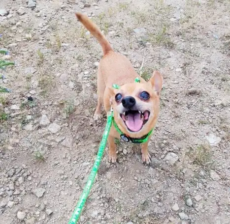 Передержка животных, фотография 6