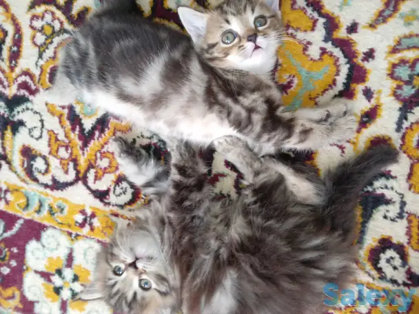 Котята, фотография 3