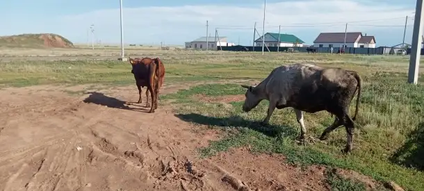 Продам 2 коровы с телятами. Можно без телят. Дойные коровы. Плохих прывычек нет. Умные, красивые, стройные коровы, фотография 4