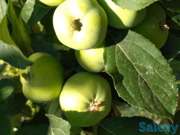 Продам дачу, фотография 4