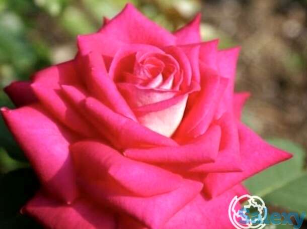 Роза акапелла чайно-гибридная, топалович, фотография 1