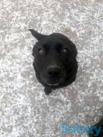 Питьбуль с охотничьи, фотография 1