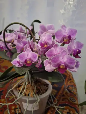 Продам орхидеи, фотография 2