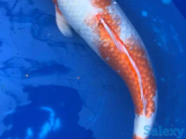 Карп Коя -малёк из собственного питомника, фотография 2