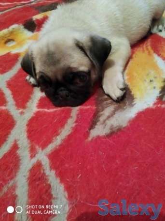 Группа любителей мопсов, фотография 1