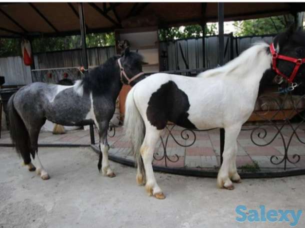 продам лошадей разной масти, фотография 1