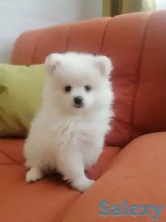 Щенки шпица., фотография 3