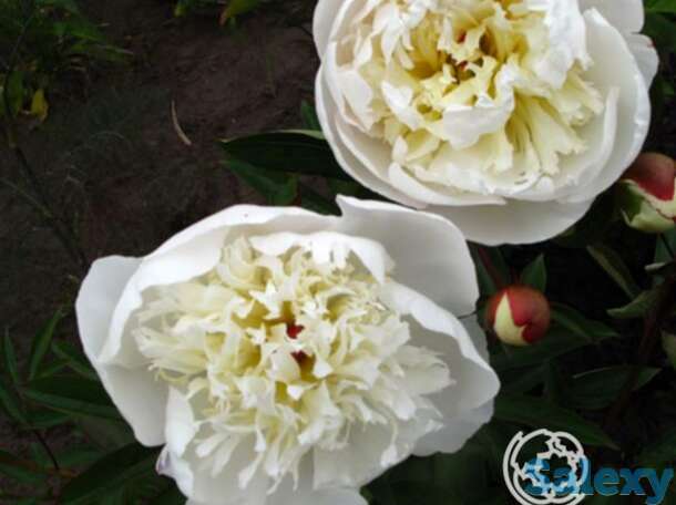 Пион иммакюле, фотография 1