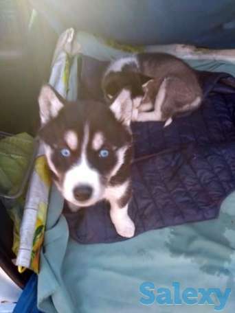 Голубоглазые девочки сибирской хаски, фотография 1