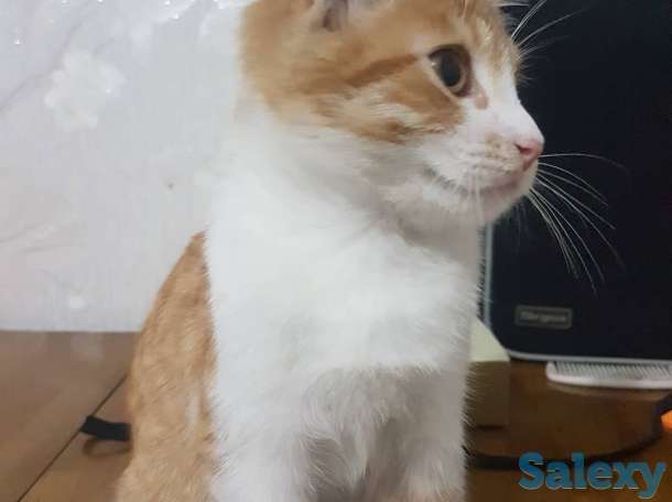 Подарю котенка львенка, фотография 4