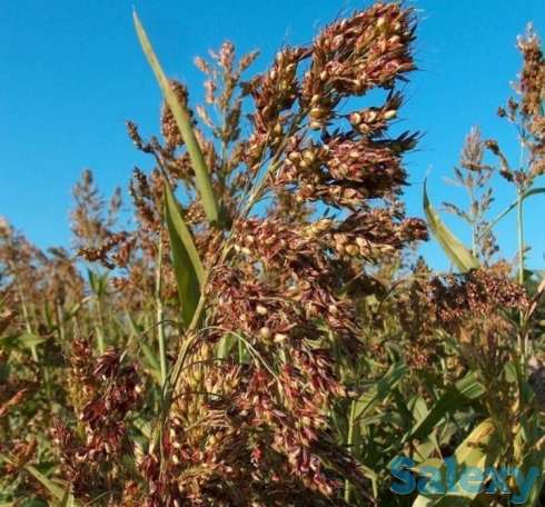 Семена Суданка сорт 