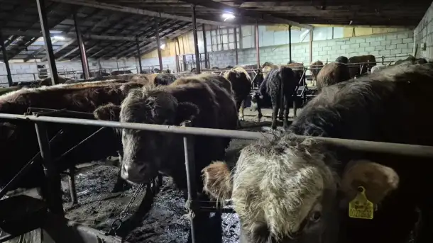 Продам бычков породы Герефордская и Абердин-Ангусская, фотография 2