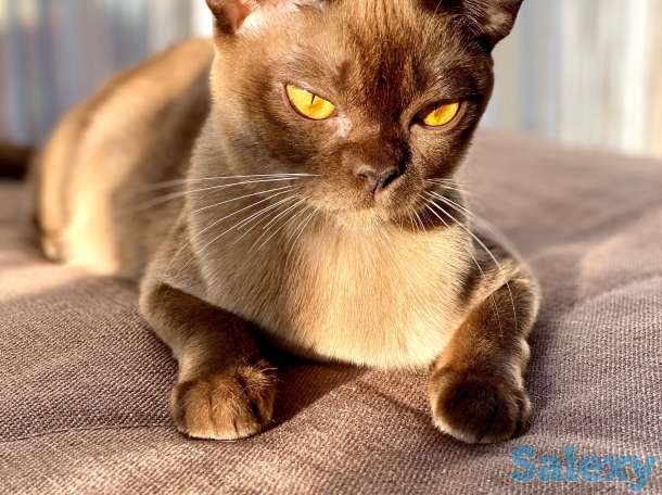 Бурманские котята, фотография 6
