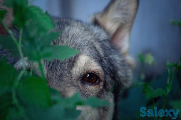 Отдам собаку, фотография 9