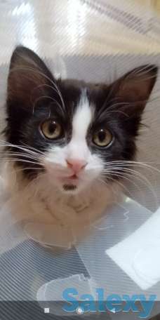 Отдадим в добрые руки, фотография 1