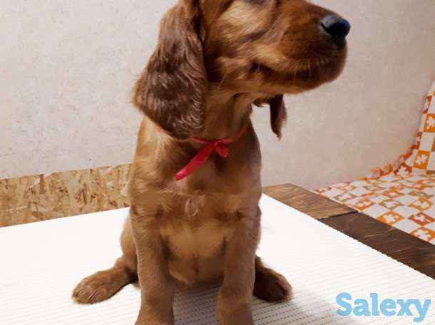 Щенки ирландского сеттера, фотография 3