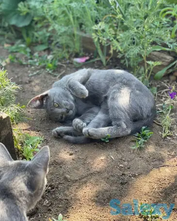 Отдам котят в добрые руки, фотография 1