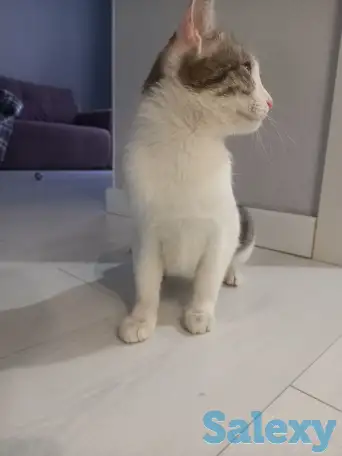 Отдам котенка в добрые руки, фотография 5