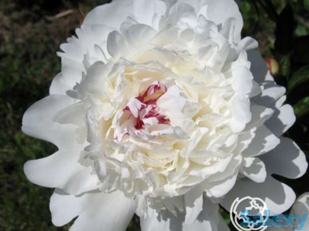 Пион фестива суприм, фотография 1