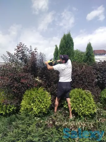 Ландшафтные работы. Озеленение., фотография 10