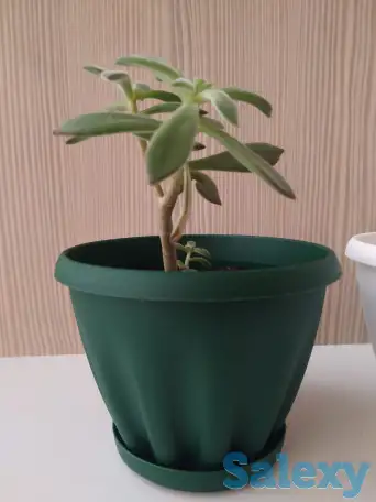 Комнатные растения, фотография 6