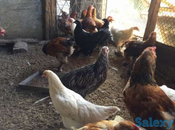 Балапандар, фотография 1