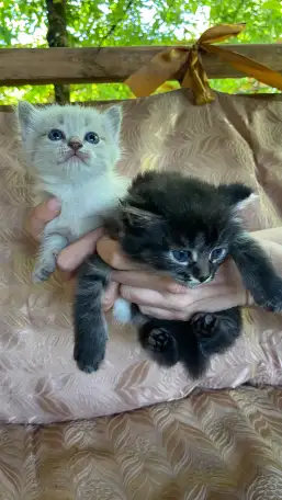 Отдам котят в хорошие руки, фотография 1