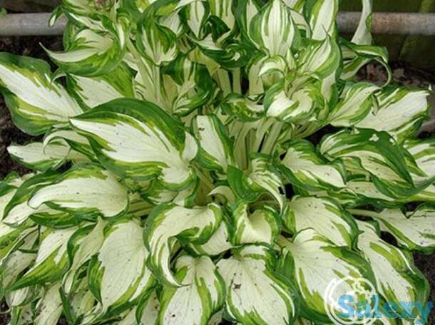 Хоста киви сперминт (м), фотография 1