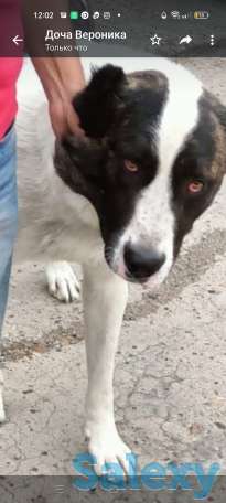 Продам щенков Алабай, фотография 1