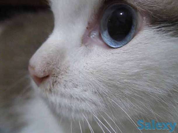 Кличка кота Маркиз порода Рэгдолл, фотография 3