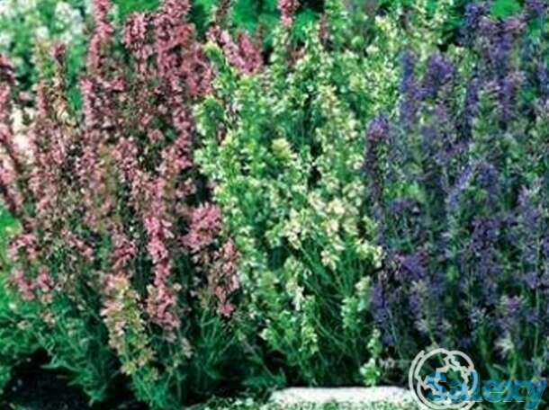 Семена Иссоп Дачный лекарь смесь 0.1г, фотография 1