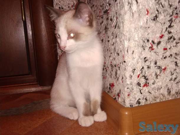 Котята, фотография 3