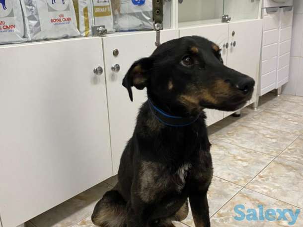 Отдам в хорошие руки, фотография 2