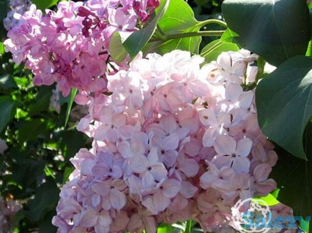 Сирень гортензия, фотография 1
