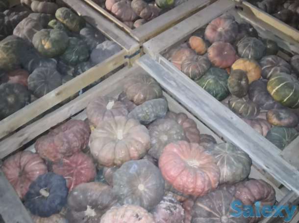 тыква оптом, фотография 4