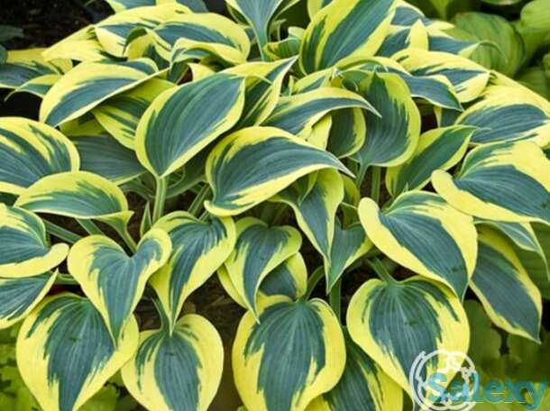 Хоста отем фрост (m), фотография 1