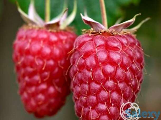 Малина Гусар, фотография 1