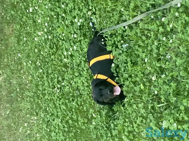 Продам щенка лабрадора, фотография 1