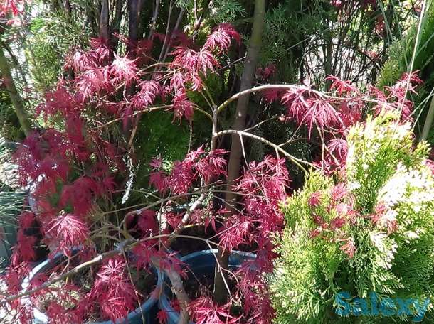 Озеленение, саженцы, хвойные деревья, удобрения, фотография 3