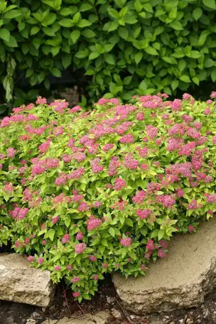 Садовые деревья цветущие и ягодные кустарники цветы многолетки, фотография 8