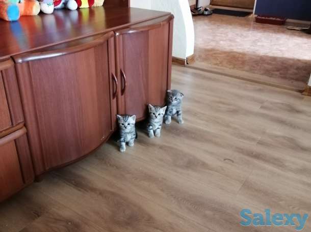 Отдам в хорошие руки породистую кошечку, фотография 1