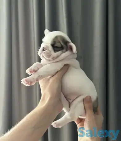 Очаровательные щенки, с сладкими складочками, фотография 3