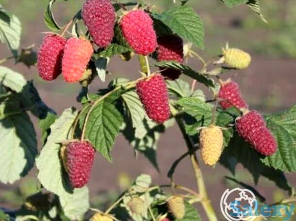 Малина ремонтантная Похвалинка, фотография 1