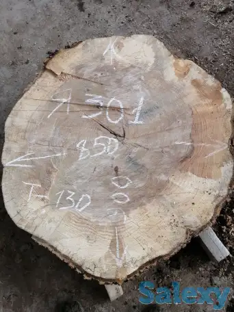 Слэбы от производителя из дуба, шпальтового бука, капового тополя, вербы, капового карагача, ясеня., фотография 12