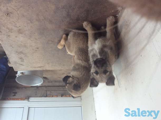 Отдам щенков, фотография 1