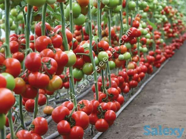 Семена томата KS 21 F1, KITANO SEEDS, фотография 2