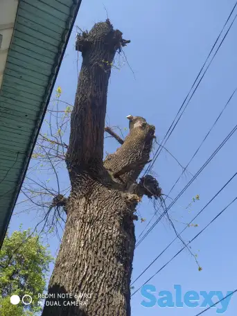 Спил деревьев по городу Алматы и Алматинской области, фотография 4