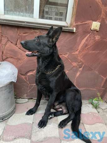 Продаются щенки восточно-европейской овчарки чистокровные, фотография 6