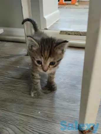 Продаются котята. Шотландская вислоухая., фотография 4